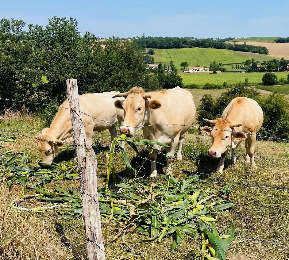 La Bastide Du Bonrepos 빌라  Bonrepos-Riquet